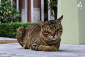 The Beast of Quezon Drive