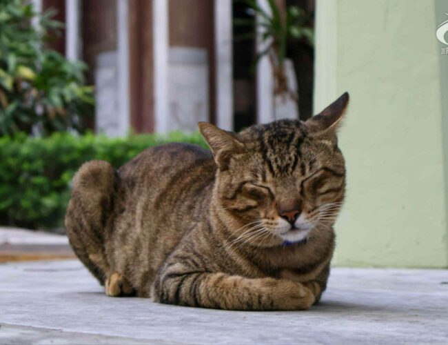 The Beast of Quezon Drive