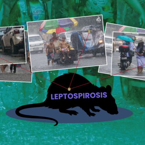 Manila logs nearly 500 new leptospirosis cases after rainy August